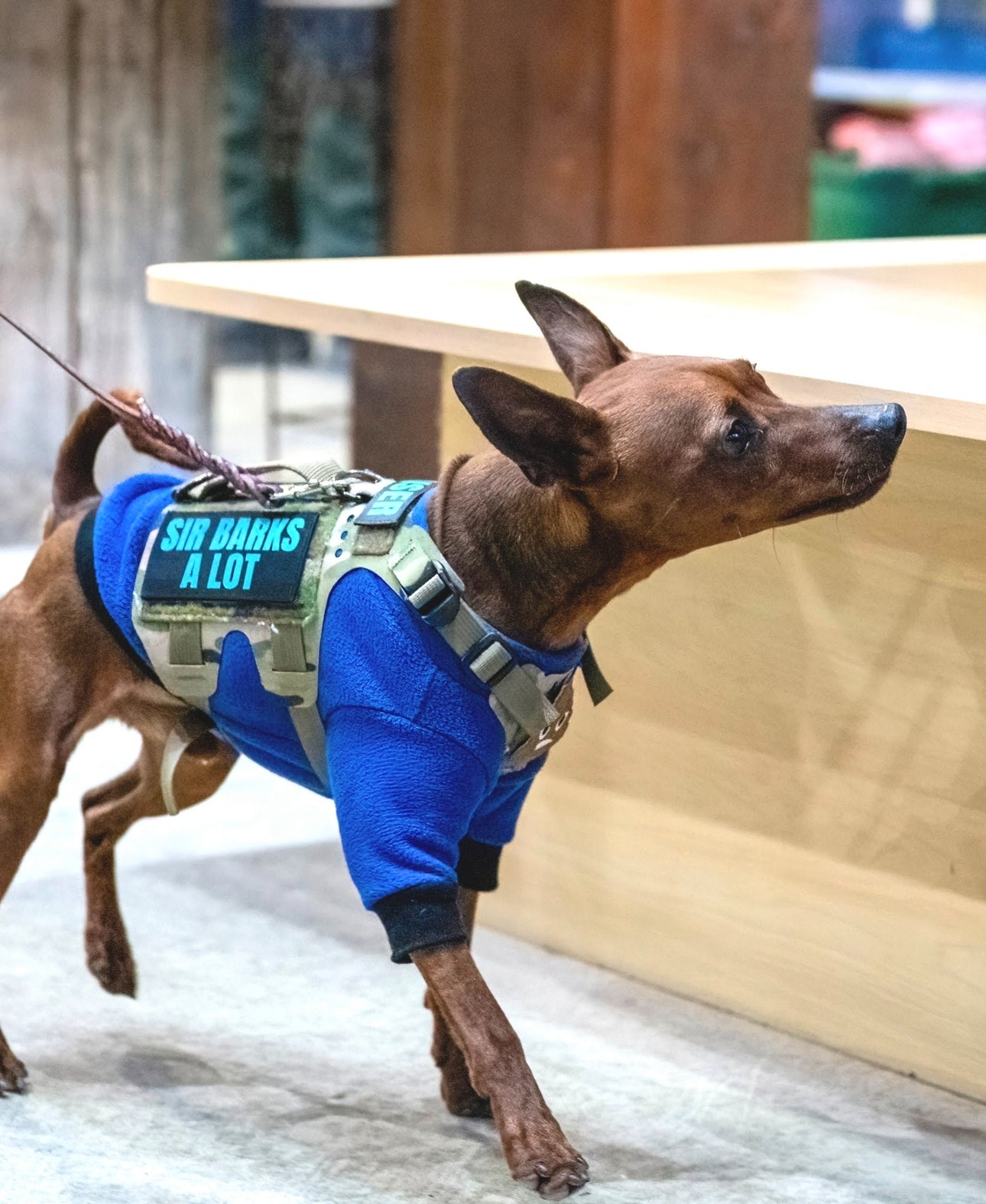 K9R - M5 MOLLE Light Harness