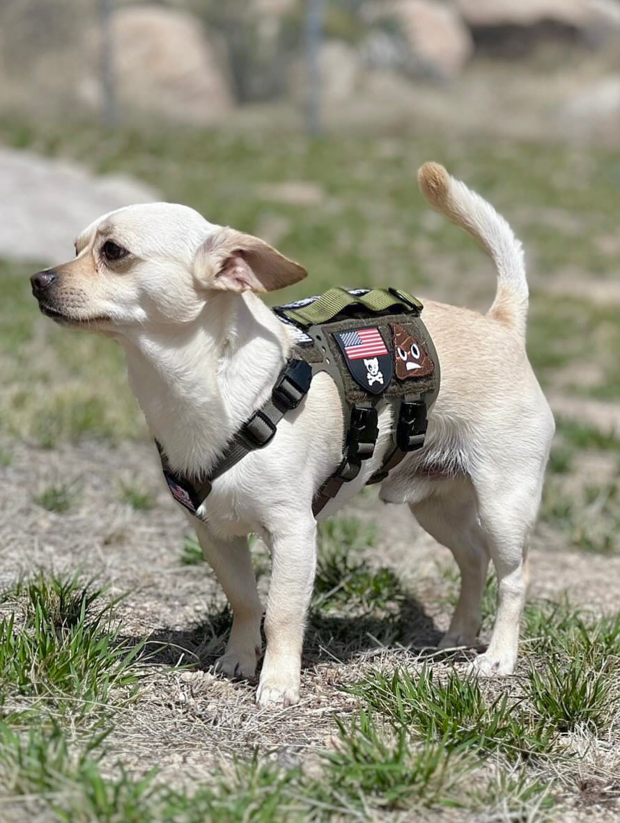 K9R - M5 MOLLE Light Harness